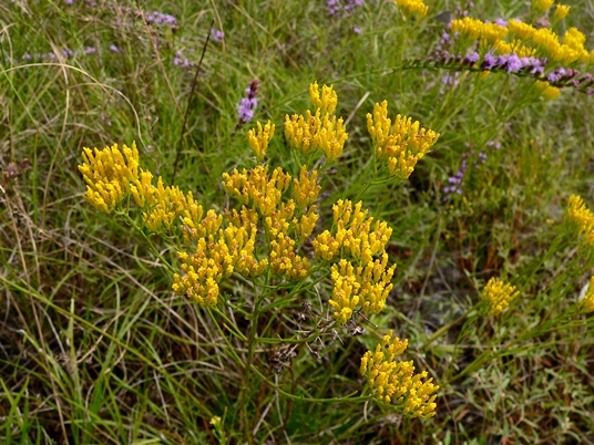 {Bigelowia nuttallii}